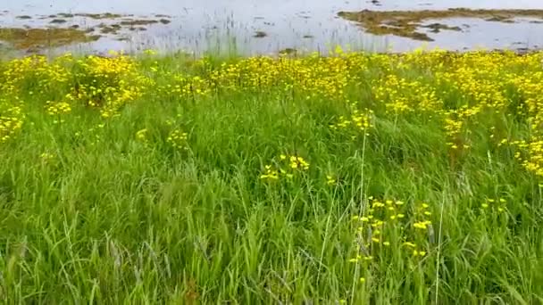 Plantas Silvestres Los Campos — Vídeo de stock