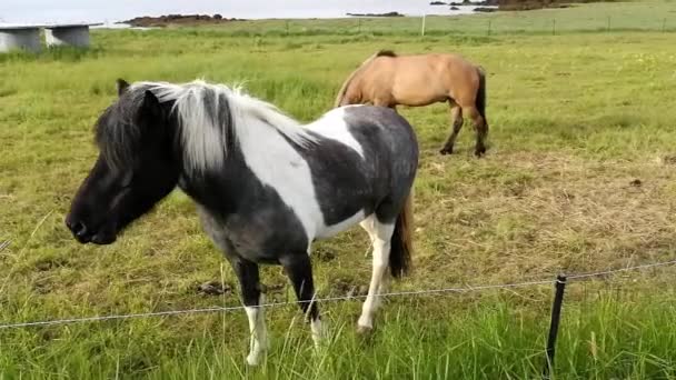 Horses Grazing Pasture — Stock Video