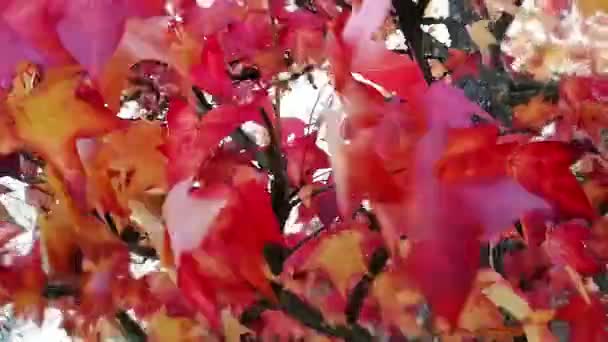Κόκκινο Και Φθινοπωρινά Χρώματα Στη Φύση — Αρχείο Βίντεο