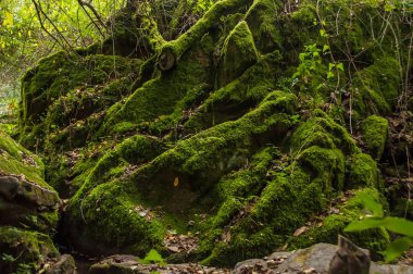 Yeşil yosun kaplı ağaçlar