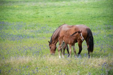 Bir tarlada otlayan at ve tayın yakın çekimi.