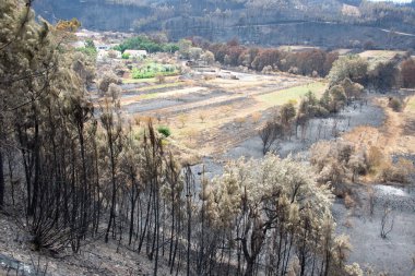Portekiz 'deki büyük orman yangınlarından sonra manzara