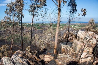 Portekiz 'deki büyük orman yangınlarından sonra manzara