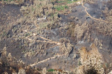 Portekiz 'deki büyük orman yangınlarından sonra manzara