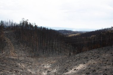Portekiz 'deki büyük orman yangınlarından sonra manzara
