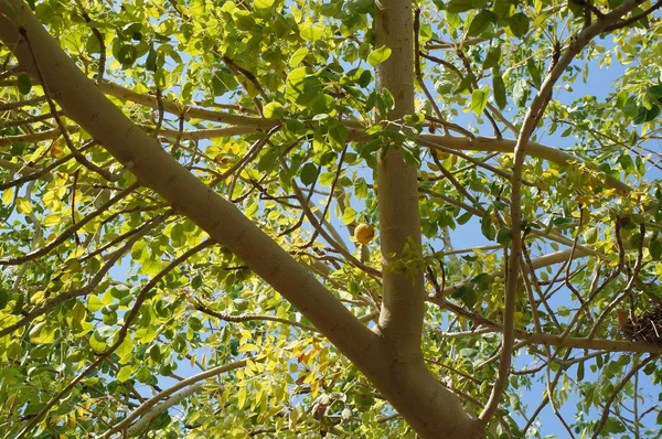 Marula Tree Branches Fruits Stock Photo