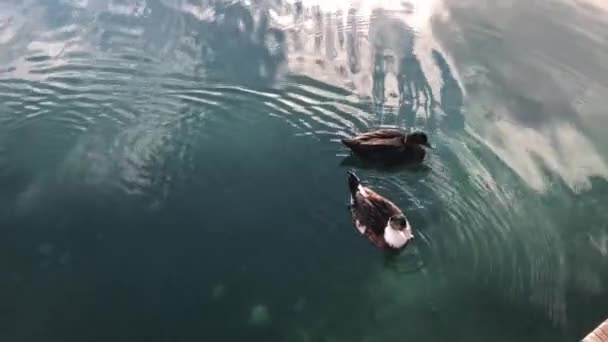 Patos Nadando Agua — Vídeos de Stock