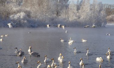 Altay Dağları'nda Aralık ayında gölde Kuğular