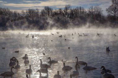 Altay Dağları'nda Aralık ayında gölde Kuğular