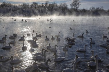Altay Dağları'nda Aralık ayında gölde Kuğular