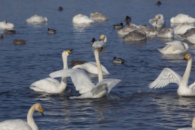 Altay Dağları'nda Aralık ayında bir göl üzerinde Kuğular