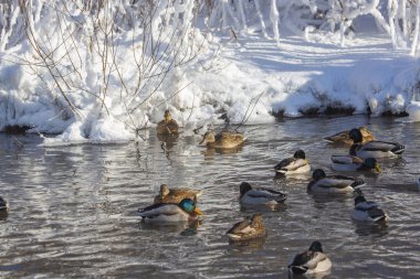 Altay Dağları'nda Aralık ayında bir göl üzerinde Kuğular