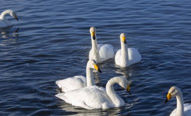 Altay Dağları'nda Aralık ayında bir göl üzerinde Kuğular