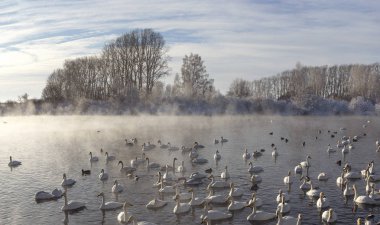 Altay Dağları'nda Aralık ayında bir göl üzerinde Kuğular