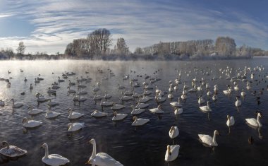 Altay Dağları'nda Aralık ayında bir göl üzerinde Kuğular