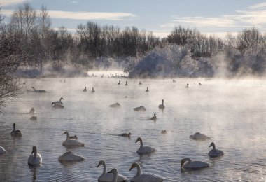 Altay Dağları'nda Aralık ayında bir göl üzerinde Kuğular