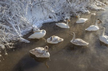 Altay Dağları'nda Aralık ayında bir göl üzerinde Kuğular