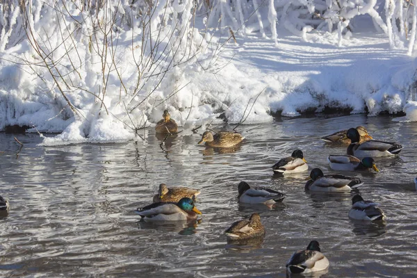 Altay Dağları'nda Aralık ayında bir göl üzerinde Kuğular