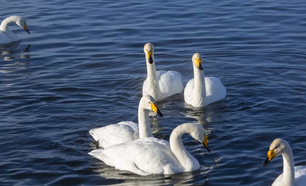 Altay Dağları'nda Aralık ayında bir göl üzerinde Kuğular