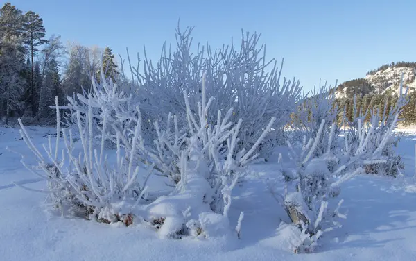 Invierno Cubierto Nieve Helado Altai Altai Ojos Azules —  Fotos de Stock