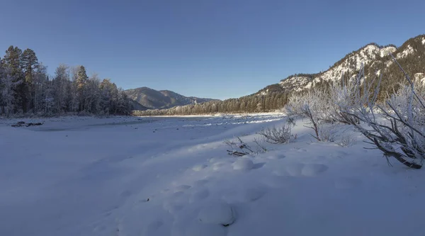 Winter Snow Covered Frosty Altai Altai Blue Eyes — Stock Photo, Image