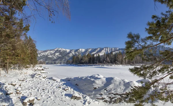 Winter Snow Covered Frosty Altai Altai Blue Eyes — Stock Photo, Image