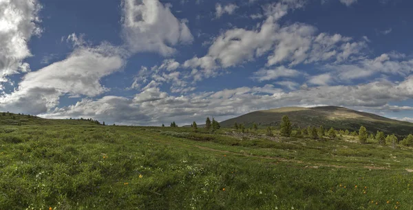 Alpské Louky Altai — Stock fotografie