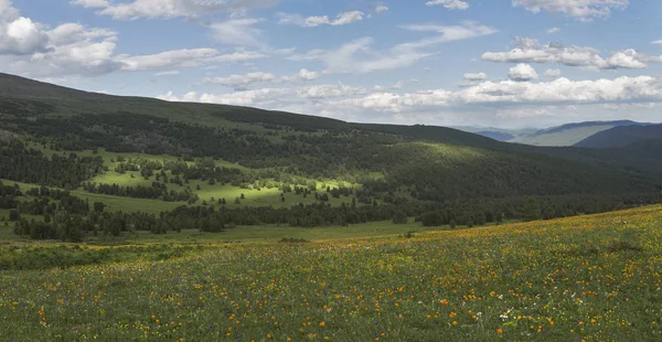 Almwiesen Altai — Stockfoto