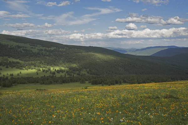 Almwiesen Altai — Stockfoto