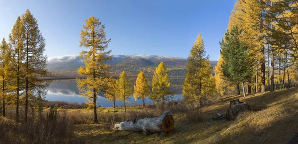 Vackra Altai Mountains Golden Autumn — Stockfoto