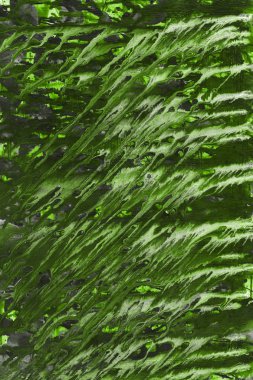 Yeşil soyut boya arka plan tam kare görüntü