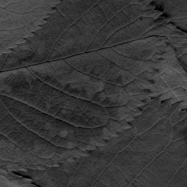 Gri yaprak dokusu, soyut duvar kağıdı