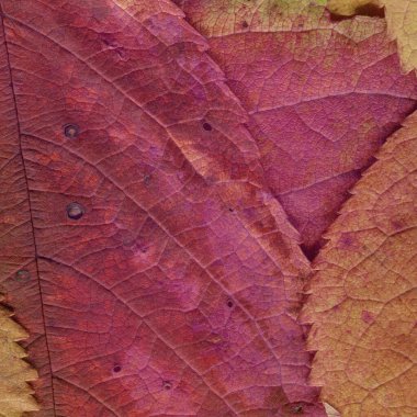 kırmızı yaprak dokusu, soyut duvar kağıdı