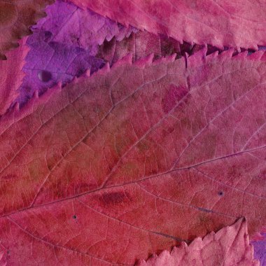 Pembe yaprak dokusu, soyut duvar kağıdı