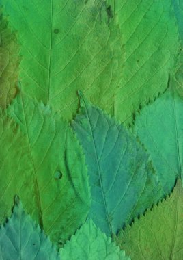 yeşil yaprak dokusu, soyut duvar kağıdı