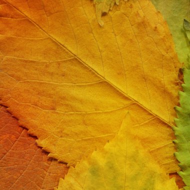 turuncu yaprak dokusu, soyut duvar kağıdı