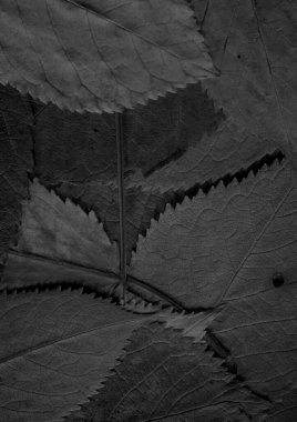 Gri yaprak dokusu, soyut duvar kağıdı