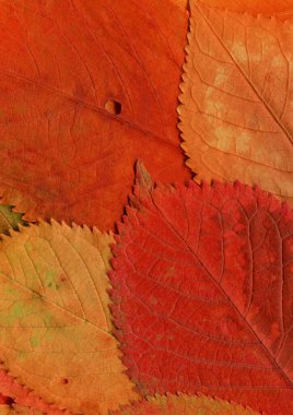 turuncu yaprak dokusu, soyut duvar kağıdı