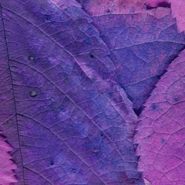 mor yaprak dokusu, soyut duvar kağıdı