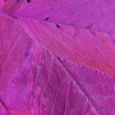 Pembe yaprak dokusu, soyut duvar kağıdı