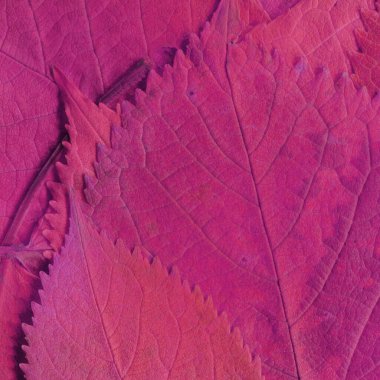 Pembe yaprak dokusu, soyut duvar kağıdı