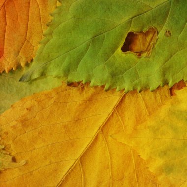 kuru sarı yaprak dokusu, soyut duvar kağıdı