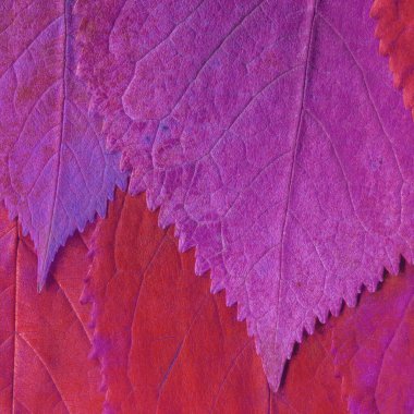 mor yaprak dokusu, soyut duvar kağıdı