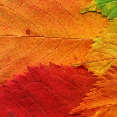 turuncu yaprak dokusu, soyut duvar kağıdı