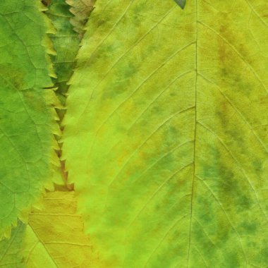 yeşil yaprak dokusu, soyut duvar kağıdı