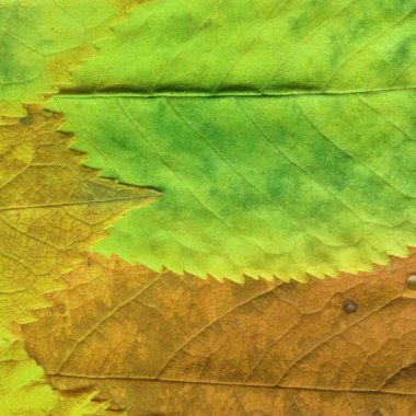 yeşil yaprak dokusu, soyut duvar kağıdı