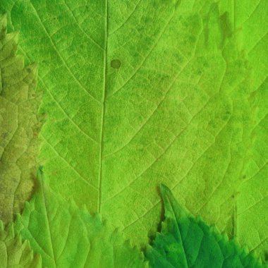 yeşil yaprak dokusu, soyut duvar kağıdı