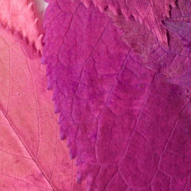 Pembe yaprak dokusu, soyut duvar kağıdı