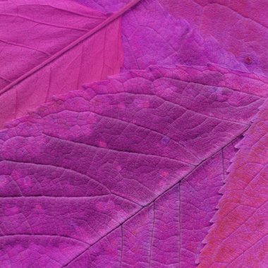 Pembe yaprak dokusu, soyut duvar kağıdı
