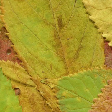 kuru sarı yaprak dokusu, soyut duvar kağıdı